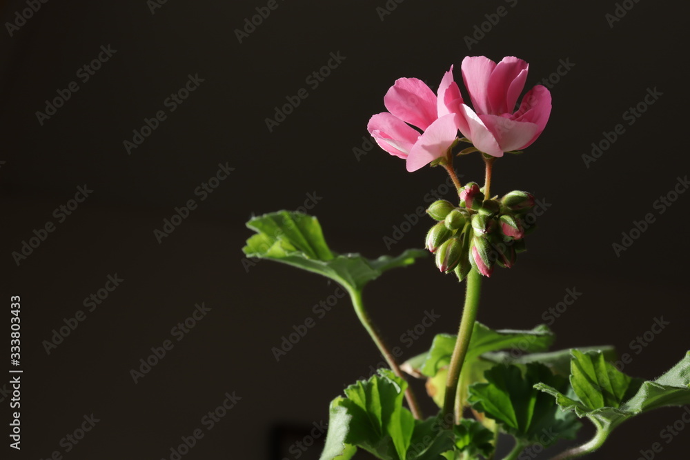 pink flower isolated on black background