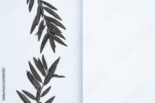 Black leaves on white background. Flat lay, top view, space.