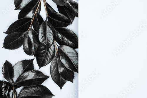 Black leaves on white background. Flat lay, top view, space.