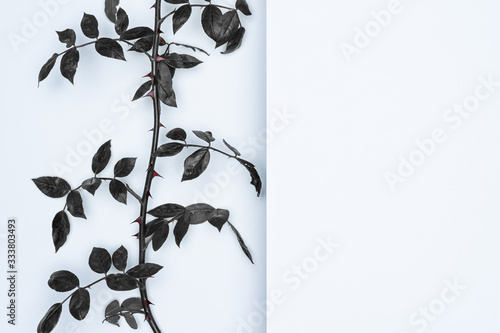 Black leaves on white background. Flat lay, top view, space.
