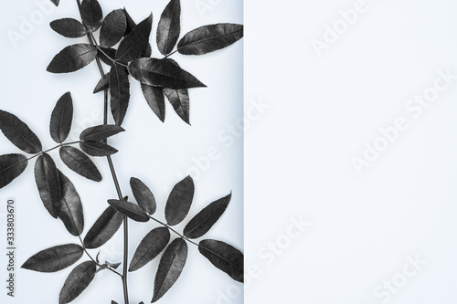 Black leaves on white background. Flat lay, top view, space.