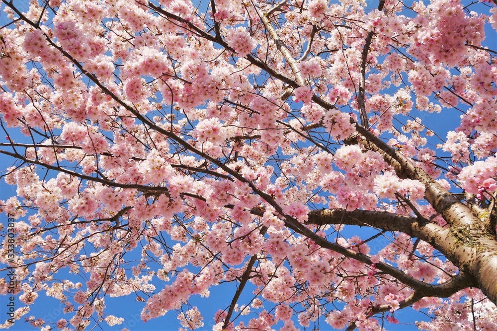 Fototapeta premium kirschblüten dicht äste