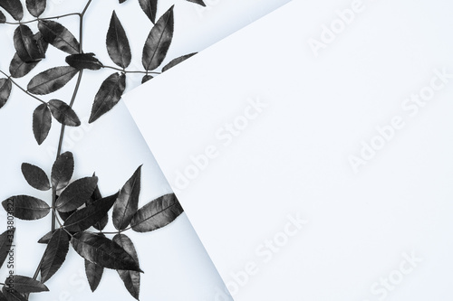 Black leaves on white background. Flat lay, top view, space.