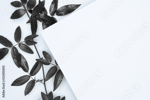 Black leaves on white background. Flat lay, top view, space.