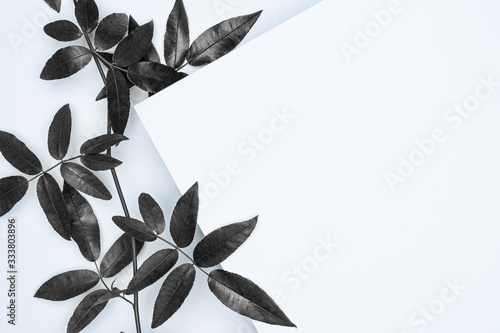 Black leaves on white background. Flat lay, top view, space.