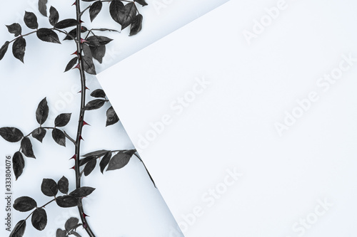 Black leaves on white background. Flat lay, top view, space.