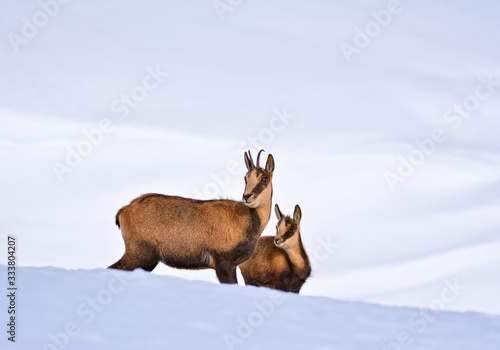 Chamois in the snow on the peaks of the National Park Picos de Europa in Spain.