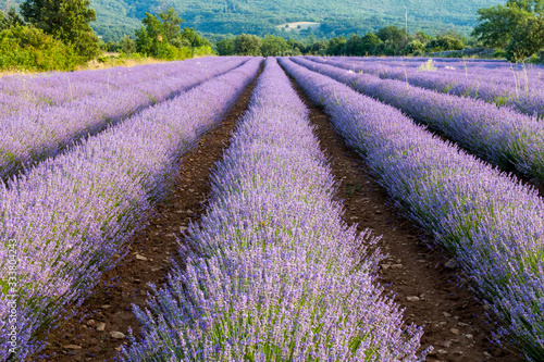 Lavender field near small town Apt, Provence, France