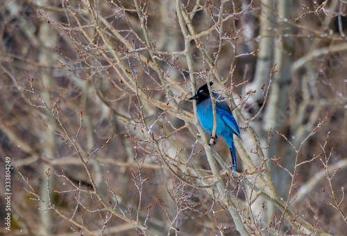 A Stellar's Jay Perched in a Bush photo