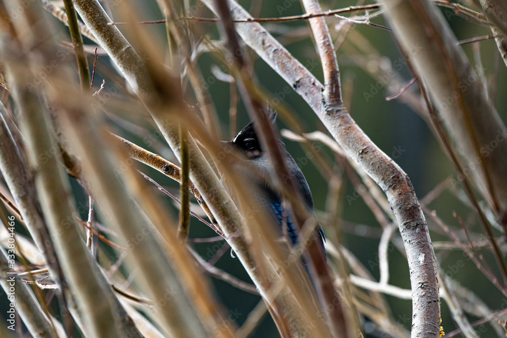 A Stellar's Jay Perched in a Bush A Stellar's Jay Perched in a Bush