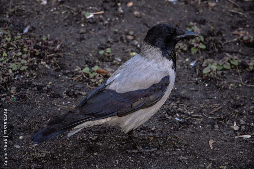 Fototapeta premium black and gray raven stands on wet ground