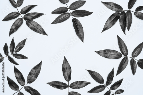 Black leaves on white background. Flat lay, top view, space.