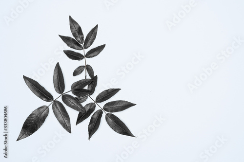 Black leaves on white background. Flat lay, top view, space.