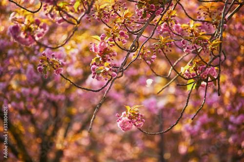 Branch of cherry blossom tree with beautiful pink flowers