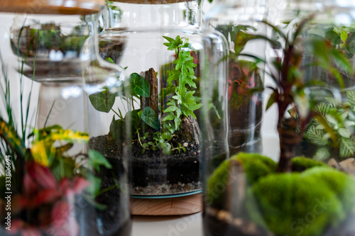 Obraz na płótnie Small decoration plants in a glass bottle/garden terrarium bottle/ forest in a jar. Terrarium jar with piece of forest with self ecosystem. Save the earth concept. Bonsai w salonie