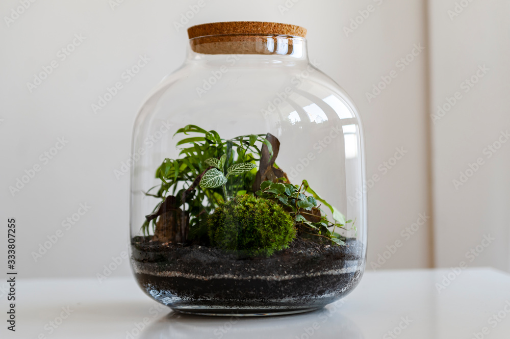 Small decoration plants in a glass bottle/garden terrarium bottle/ forest in a jar. Terrarium jar with piece of forest with self ecosystem. Save the earth concept. Bonsai Small decoration plants in a glass bottle/garden terrarium bottle/ forest in a jar. Terrarium jar with piece of forest with self ecosystem. Save the earth concept. Bonsai