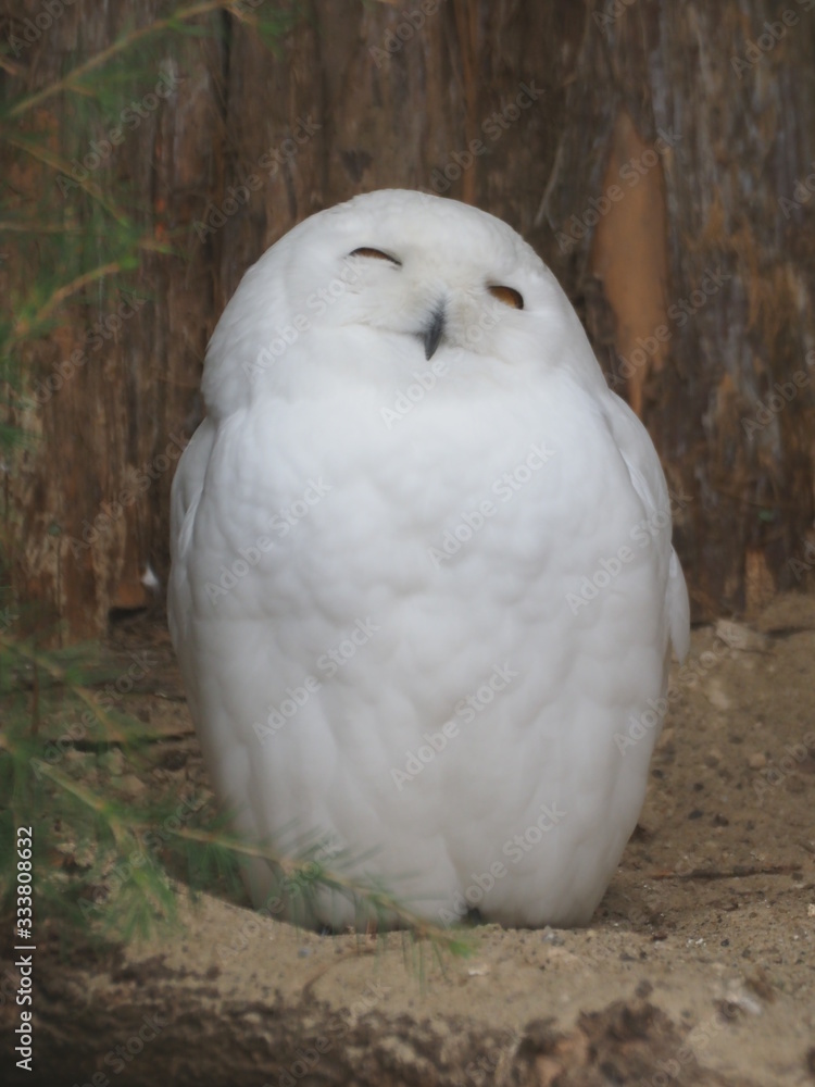 Obraz premium Snowy Owl