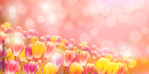 チューリップ　花　春　背景