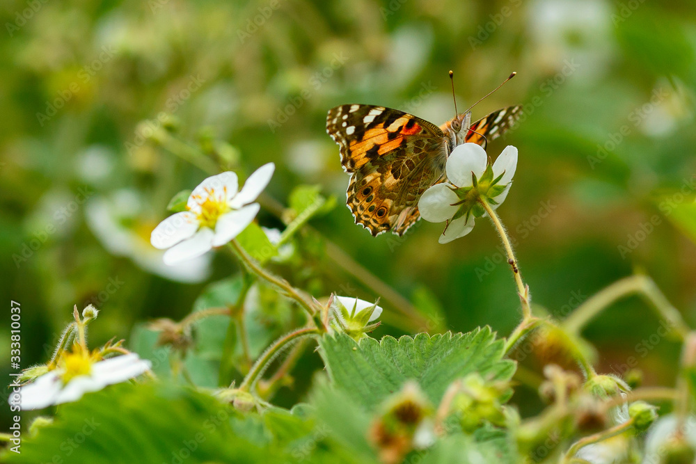 Big meadow with blooming wild strawberries in spring. Flowers attract bees and other beneficial insects. Butterfly sitting on a bush Big meadow with blooming wild strawberries in spring. Flowers attract bees and other beneficial insects. Butterfly sitting on a bush