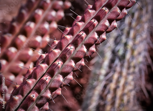 beautiful cactus in garden center photo