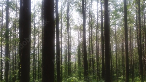 숲 속 © 김근현