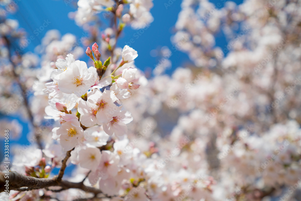東京の春　満開の桜　目黒川　2020年