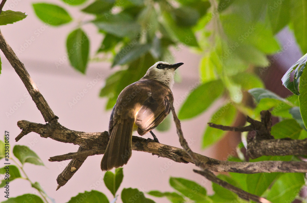 Beautiful yellow vented bulbul on death branch of tree Beautiful yellow vented bulbul on death branch of tree