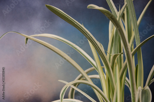 Beautiful white and green leaves of amaryllis tree