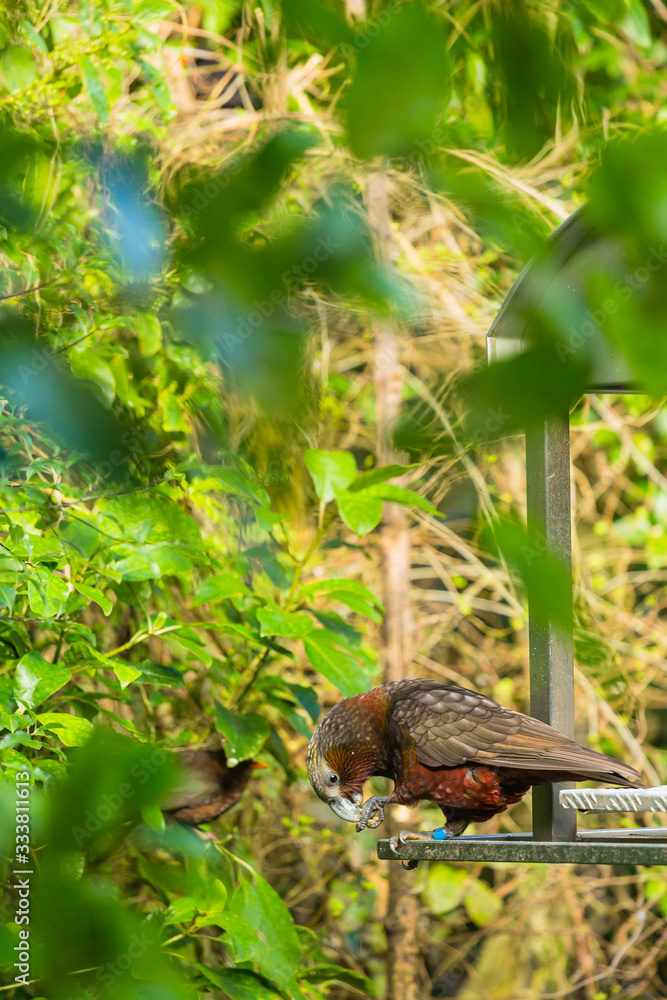 ニュージーランド　ウェリントンのエコサンクチュアリーのジーランディアの野鳥