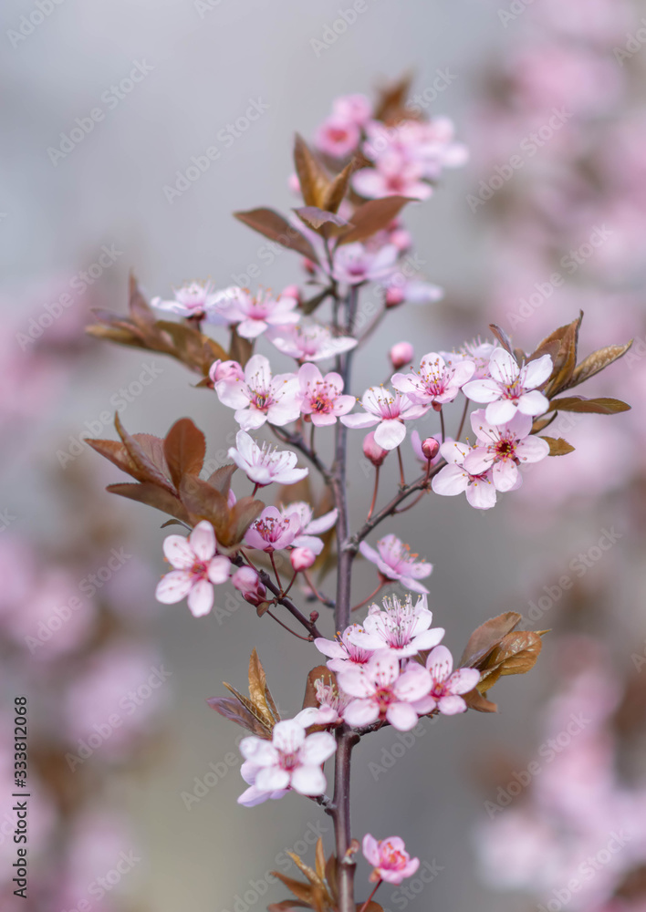  decorative tree blossom