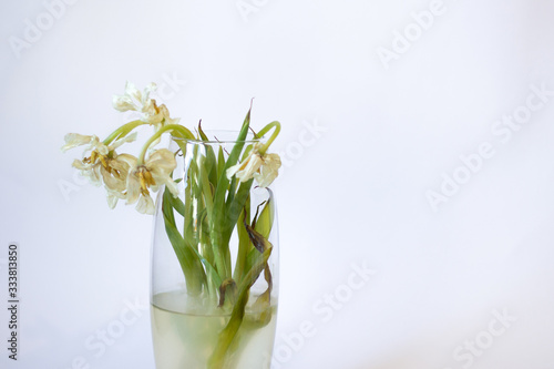 Withered flowers. Tulips in a vase on a white background