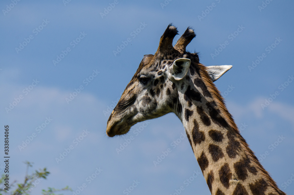 Giraffe in the Serengeti, close up, looking away Giraffe in the Serengeti, close up, looking away