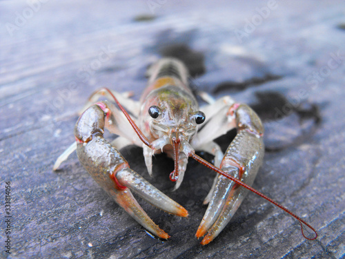 Young Crayfish