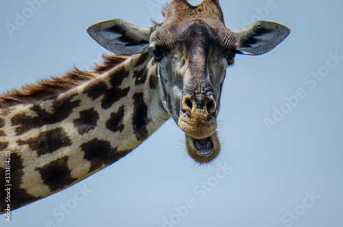 Fototapeta Naklejka Na Ścianę i Meble -  Giraffe in the Serengeti, close-up looking at the camera