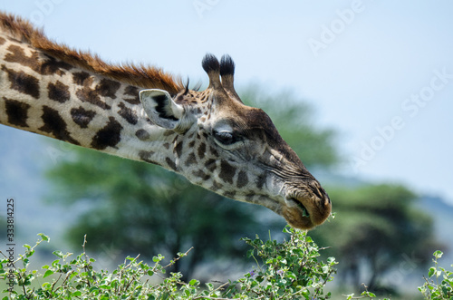 Giraffe in the Serengeti - close-up  eating