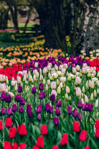 Wallpaper Mural Skagit Valley Tulip Festival Torontodigital.ca