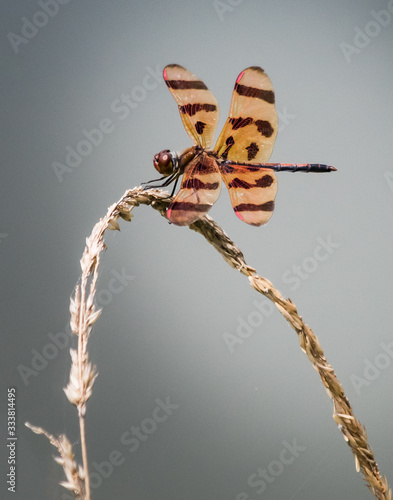 Photos A halloween dragonfly holds its position on a bit of pondgrass