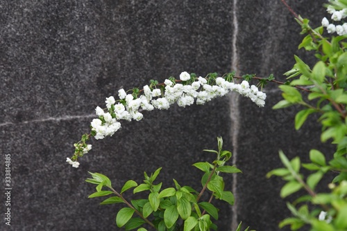 Bridalwreath (Spiraea prunifolia) / Rosaceae deciduous shrub.