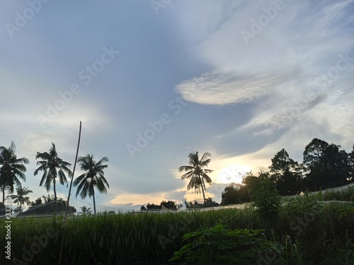 Rice field, clouds, and sky 