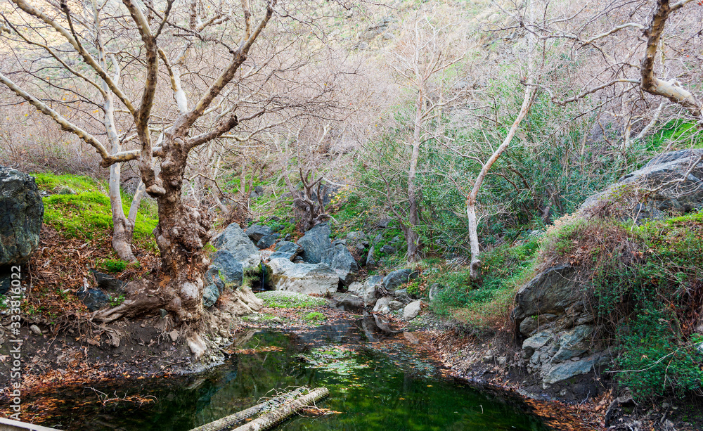Obraz premium Winter leaves in the water in the gorge of Richtis at winter, Crete, Greece.