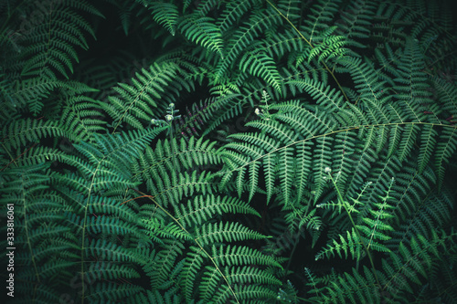 Beautiful fern leaves background