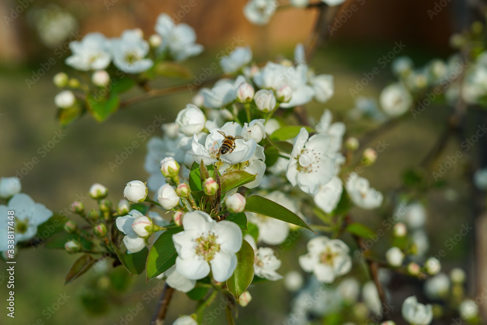 Pear tree blossoms during spring season Pear tree blossoms during spring season