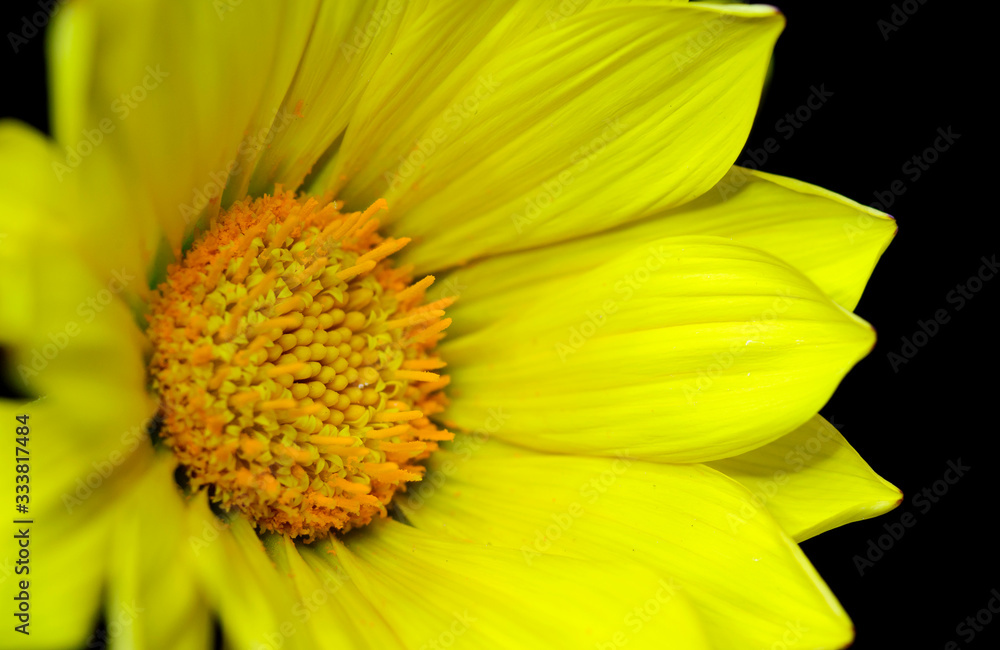 macro sunflower isolated on black background macro sunflower isolated on black background