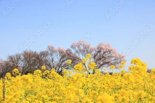 菜の花畑と桜