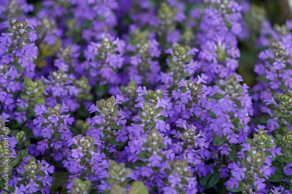 Closeup of Ajuga groundcover blooming during spring season