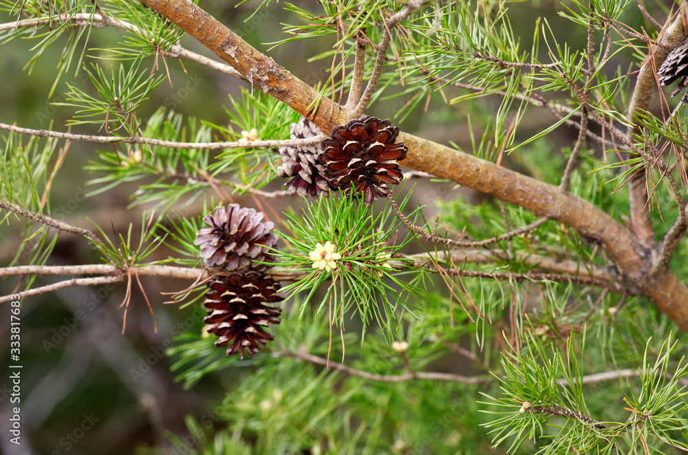 Fototapeta premium Pine cones on a tree with new growth in the spring.
