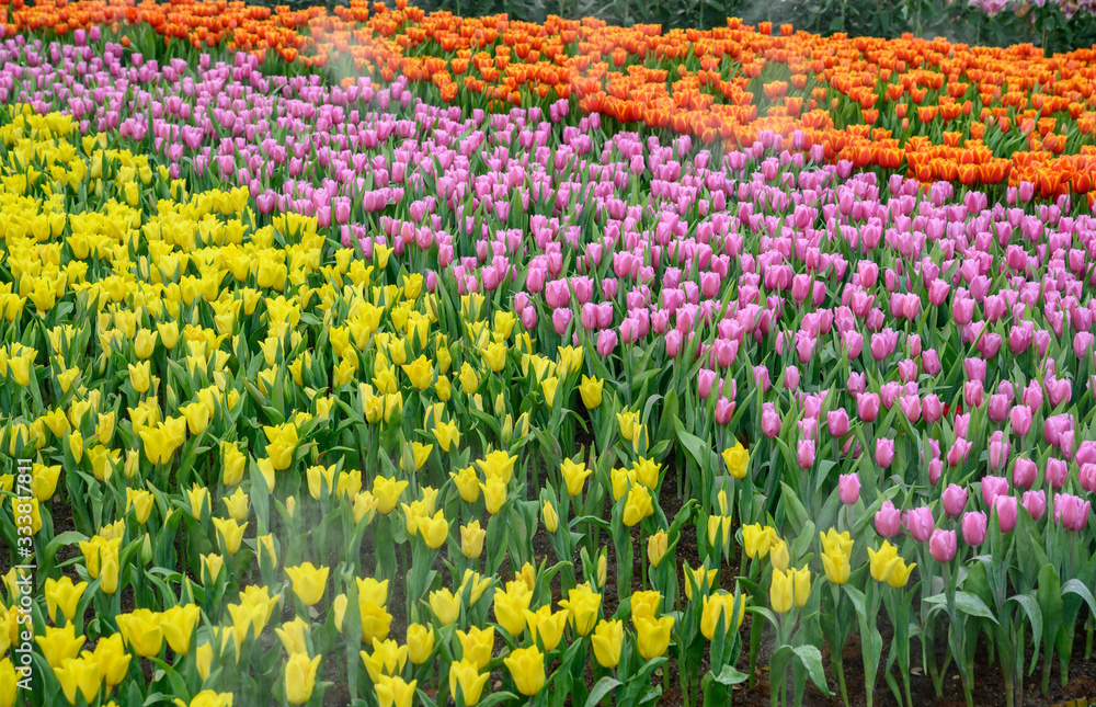 Colourful tulips growing in the flower garden in Chiang Rai province of Thailand during the winter season. Tulip is one of the most beautiful and most popular flowers in the world.