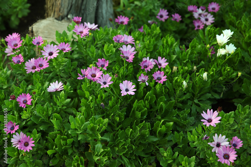 Very beautiful purple daisies in the garden in the evening Very beautiful purple daisies in the garden in the evening