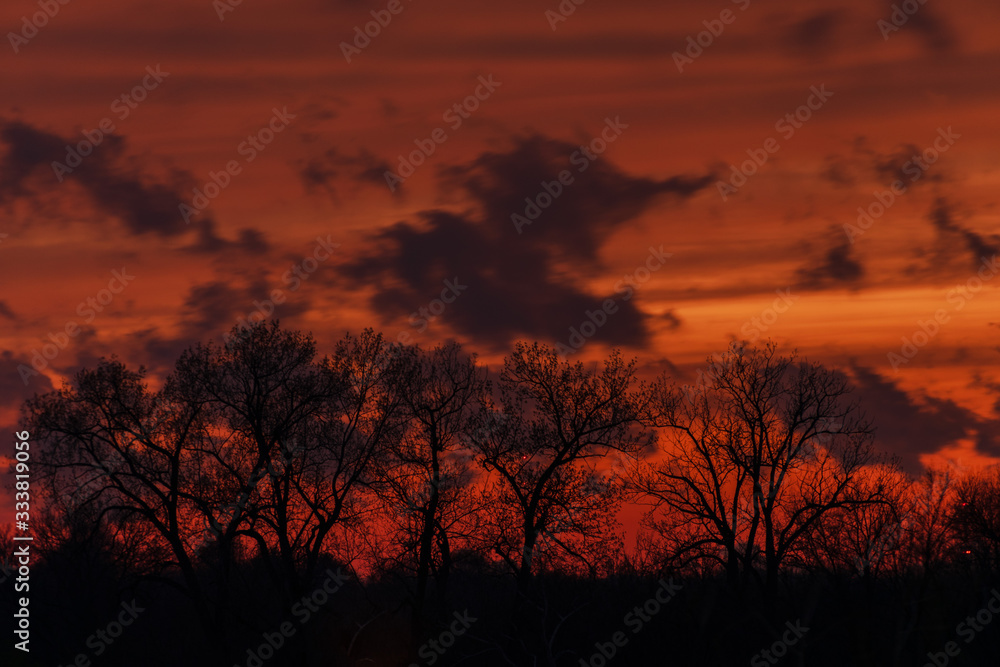 Fototapeta premium tree at sunset