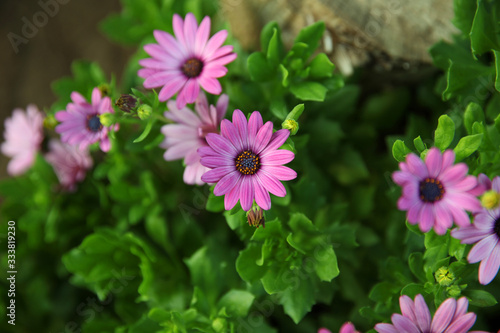 Unusual Flowers in the garden  lilac-purple in the shape of a Daisy